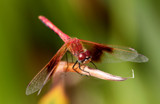 Another Red Dragon by rahto, photography->insects/spiders gallery