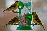 Threesome by Ramad, photography->birds gallery