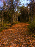 All the Leaves are Brown by Eubeen, photography->nature gallery