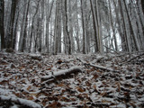 Snowy Forest by Mauntnbeika, Photography->Landscape gallery