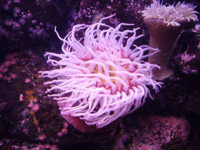 Click here to view at full resolution.