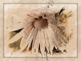 Flower in Sepia by Starglow, photography->flowers gallery