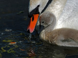 Mother and Son by biffobear, photography->birds gallery