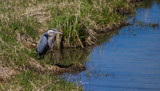 Waiting for Lunch by Pistos, photography->birds gallery