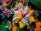 Psychedelic Poinsettia by Pistos, photography->flowers gallery