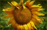 Here Comes The Sun by LynEve, photography->flowers gallery