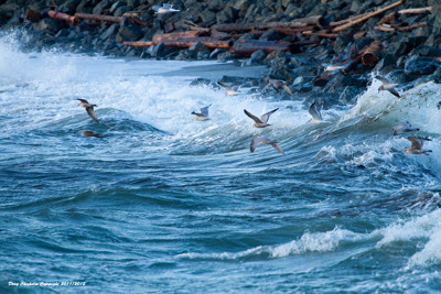 Click here to view at full resolution.