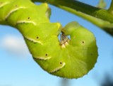 Carolina Sphinx Moth Larva 2 by sunny184, photography->insects/spiders gallery