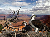 Desert Osprey by bigchuck33, Photography->Manipulation gallery