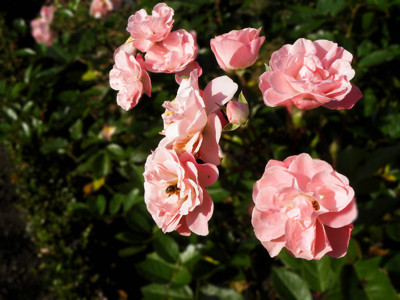 Click here to view at full resolution.