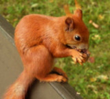NUTS!NUTS! by annie100, Photography->Animals gallery