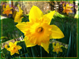Daffodil Thrill by Flmngseabass, Photography->Flowers gallery