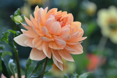 Click here to view at full resolution.