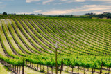 The Vineyard by Rahjure, photography->landscape gallery