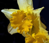 Daffy O'Dil by LedsLens, Photography->Flowers gallery