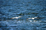 Flying pelicans by elektronist, photography->birds gallery