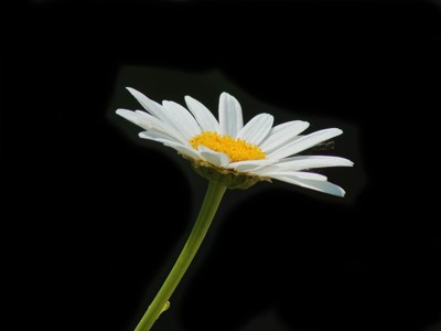 Click here to view at full resolution.