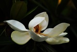 Magnolia grandiflora by elektronist, photography->flowers gallery