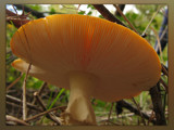 Under the cap of fly agaric by wimida, Photography->Mushrooms gallery