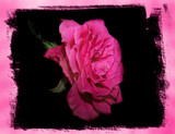 Pink Petals by munchkinn, Photography->Manipulation gallery