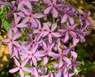 Click here to view at full resolution.