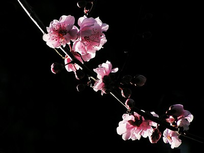 Click here to view at full resolution.