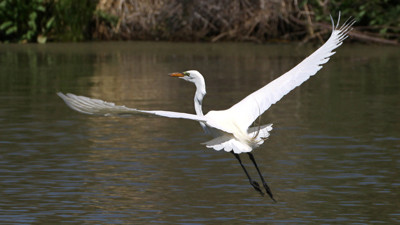 Click here to view at full resolution.