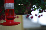  waiting for a humming bird by wayne15575, Photography->Birds gallery