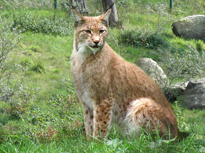 Click here to view at full resolution.