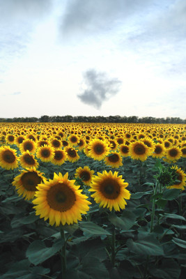 Click here to view at full resolution.