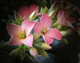 Blooms for Friday in May by Starglow, photography->flowers gallery