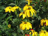 Summertime by Blackhare, Photography->Flowers gallery