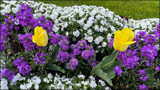 Pansies, Stock &amp; Tulips by LynEve, photography->flowers gallery