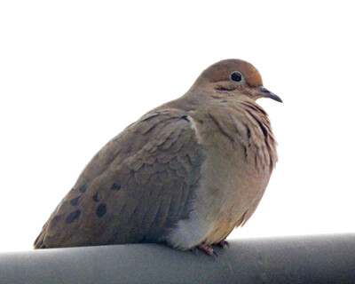 Click here to view at full resolution.