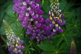 Lupins &amp; Bee by LynEve, Photography->Flowers gallery