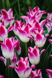 More Tulips by Pistos, photography->flowers gallery