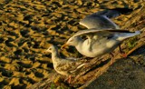 calais beach! (about to get high) by gaeljet2, Photography->Birds gallery