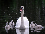 Mother's love by anfodor, Photography->Birds gallery