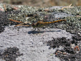 Orthetrum cancellatum by RVK, photography->insects/spiders gallery
