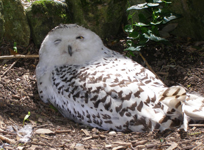 Click here to view at full resolution.