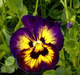 Friday's Pansy by trixxie17, photography->flowers gallery