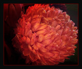 Autumn Mum by LynEve, photography->flowers gallery