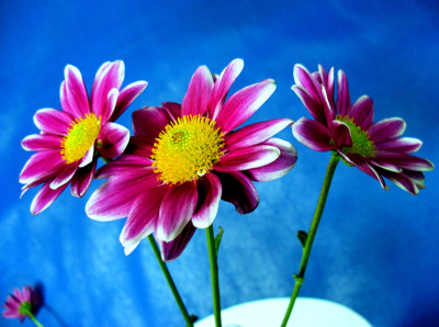 Click here to view at full resolution.