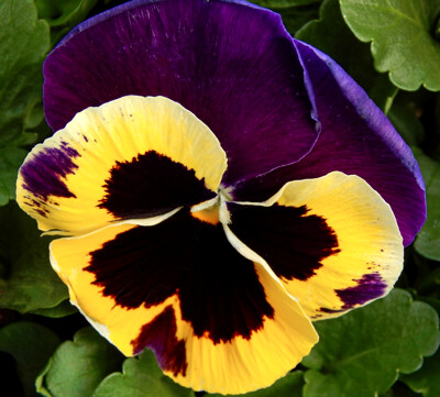 Click here to view at full resolution.