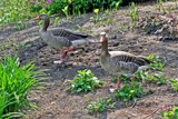 Geese Pair by Ramad, photography->birds gallery