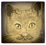 A Cat Named Groucho Marx by bfrank, illustrations gallery