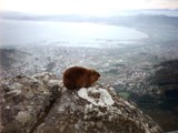 View from Table Mountain, South Africa by Crusader, photography->animals gallery