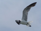 seagull by Mvillian, Photography->Birds gallery