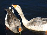 Goosey Goosey Gander by Novice, Photography->Birds gallery