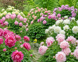Peony Time by trixxie17, computer-> a.i. gallery